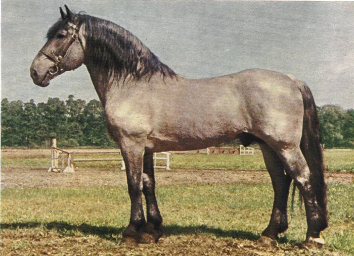 Noriker Noriker Horse Info Origin History Pictures Horse Breeds