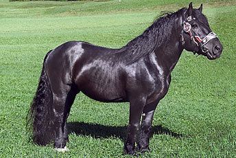 Noriker 78 images about Noriker horse on Pinterest Spanish South tyrol