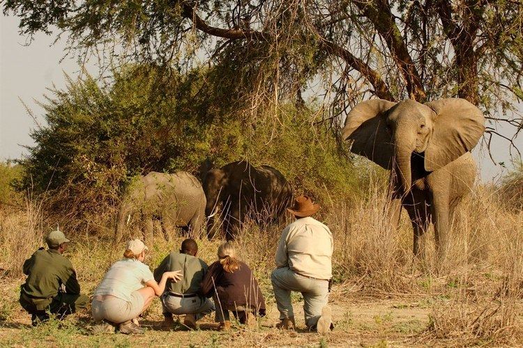 Norman Carr Norman Carr Safaris Authentic Walking Safari