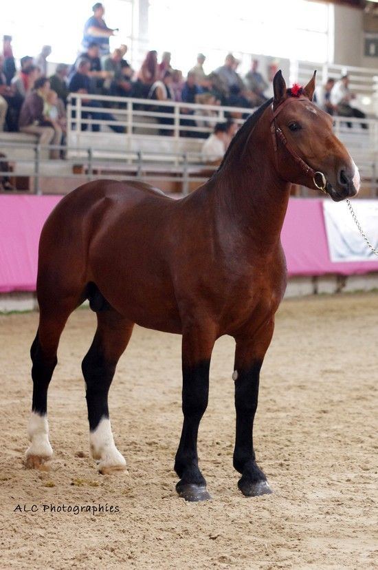 Norman Cob 10 images about Norman Cob on Pinterest The breed Normandie and