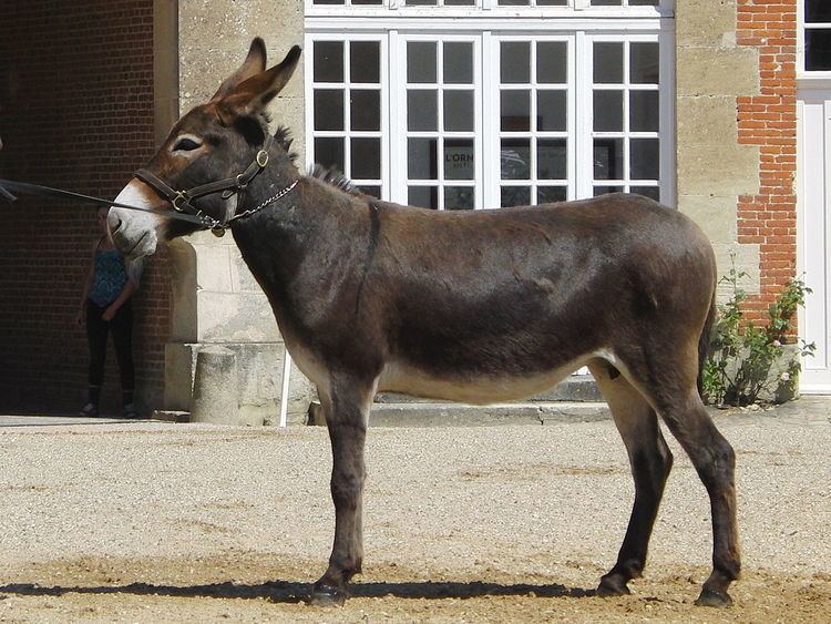 Norman donkey