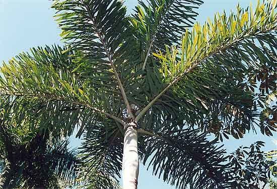 Normanbya Normanbya normanbyi Palmpedia Palm Grower39s Guide