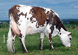 Normande normande genetics about the breed