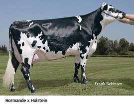 Normande normande genetics about the breed