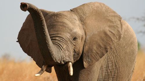 North African elephant North African Elephant The Atlas Elephant Extinct Species