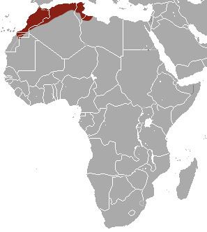 North African elephant North African elephant shrew Wikipedia