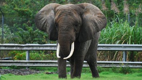 north african elephant