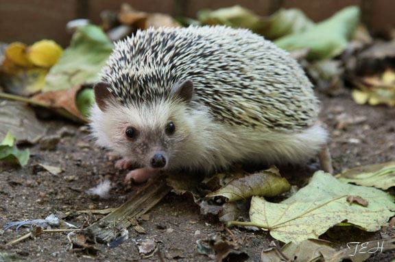 North African hedgehog north african hedgehog ZooChat