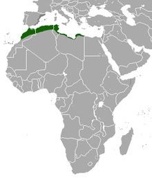 North African hedgehog httpsuploadwikimediaorgwikipediacommonsthu