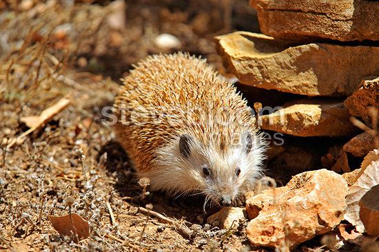 North African hedgehog African Hedgehog near a wall Alicante Spain North African Hedgehog