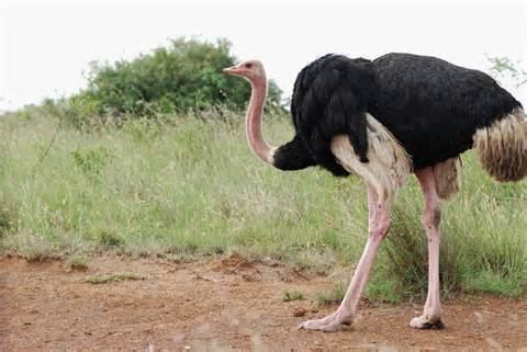 North African ostrich More on Struthio camelus camelus North African Ostrich