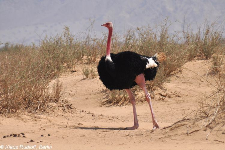 North African ostrich Image Struthio camelus camelus North African Ostrich BioLibcz