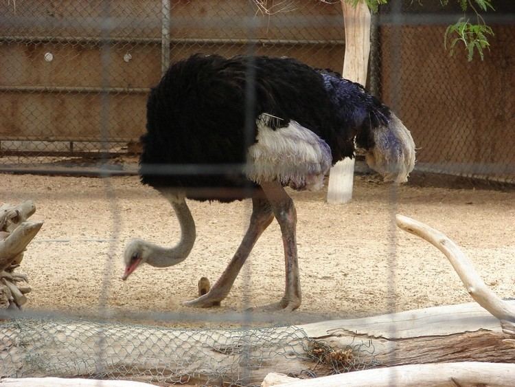 North African ostrich North African Ostrich Birds and Animals