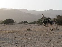 North African ostrich httpsuploadwikimediaorgwikipediacommonsthu