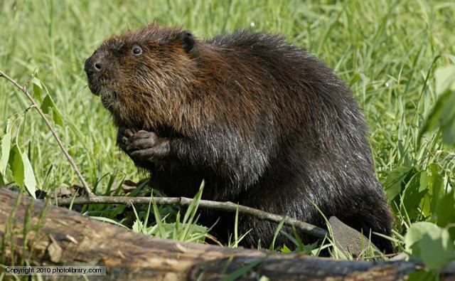 North American beaver BBC Nature North American beaver videos news and facts
