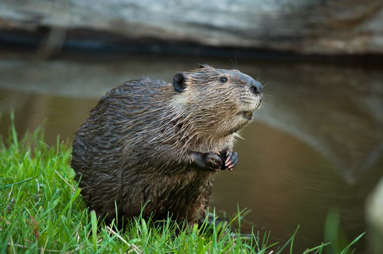 North American beaver North American Beaver