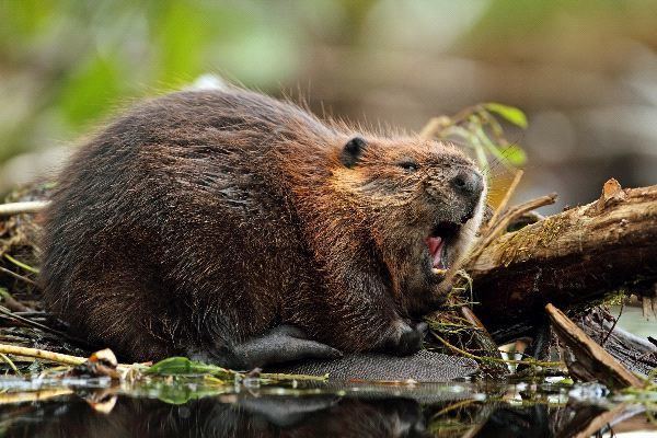 North American beaver North American Beaver Animal Facts and Information