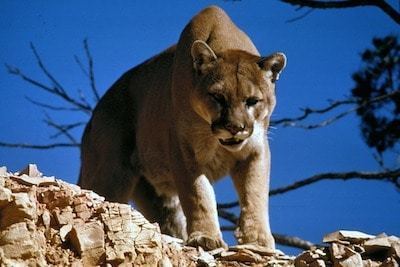 North American cougar Wildlife Facts North American CougarNature Lover