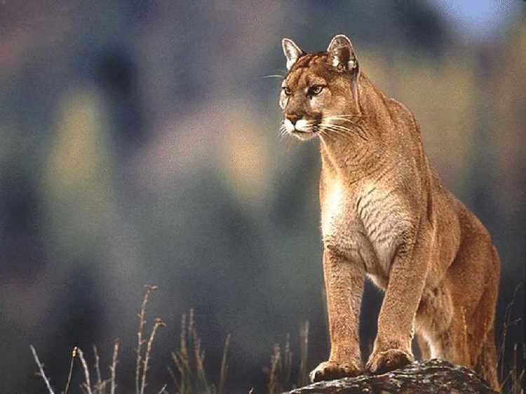 North American cougar North American Cougar LiveBinder