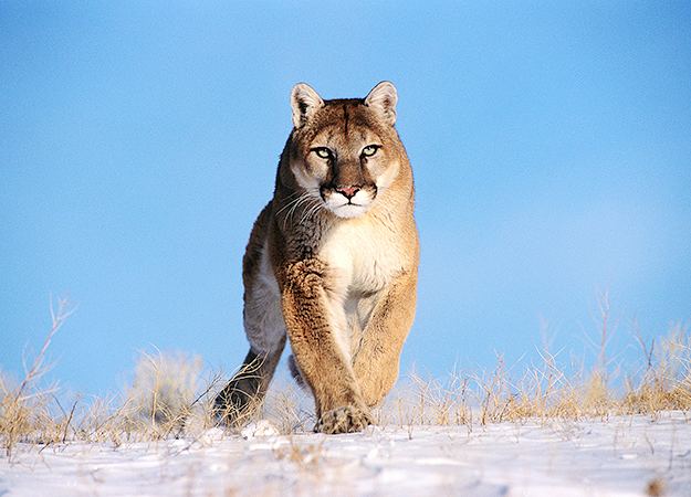 North American cougar North America39s Top 10 Most Fearsome Predators Cougar North