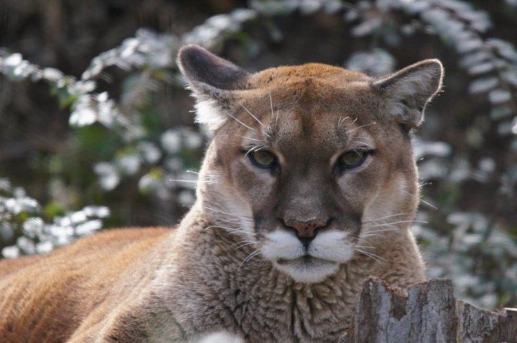 North American cougar Endangered Species LiveBinder