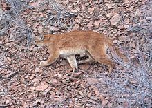 North American cougar httpsuploadwikimediaorgwikipediacommonsthu
