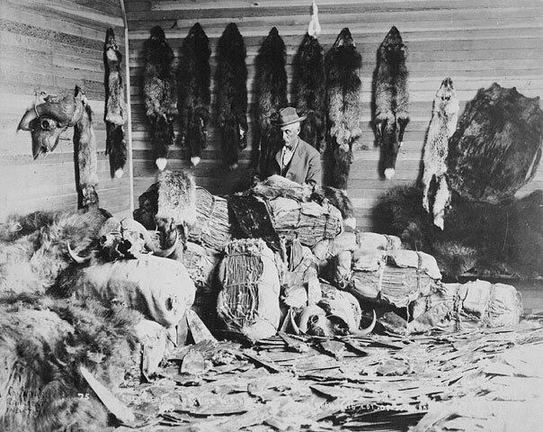 North American fur trade - Wikipedia