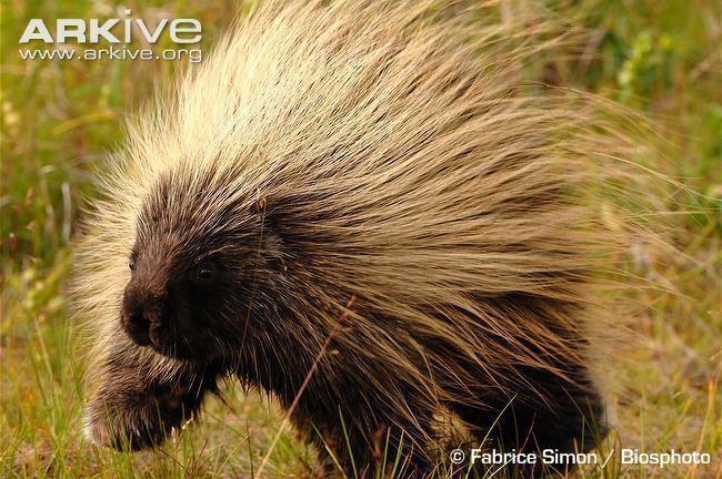 North American porcupine North American porcupine photo Erethizon dorsatum G93655 ARKive