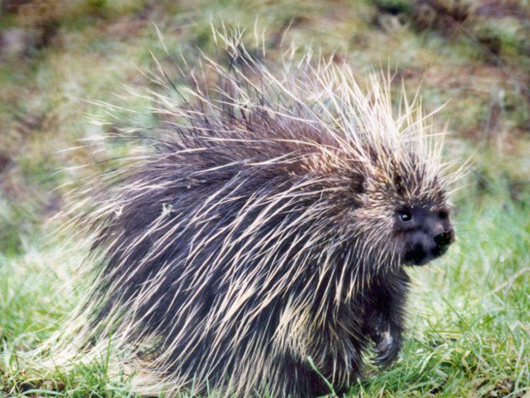 North American porcupine North American Porcupine Julia Butler Hansen US Fish and