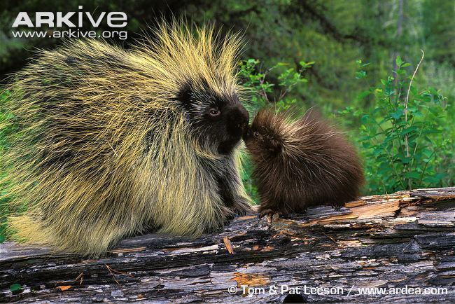 North American porcupine North American porcupine photo Erethizon dorsatum G93830 ARKive