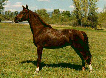 North American Single-Footing Horse Breeds of Livestock SingleFooting Horse Breeds of Livestock