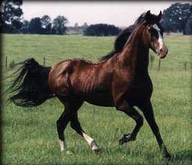 North American Single-Footing Horse wwwgaitedhorsesnetBreedArticlesCoralLaCejpg
