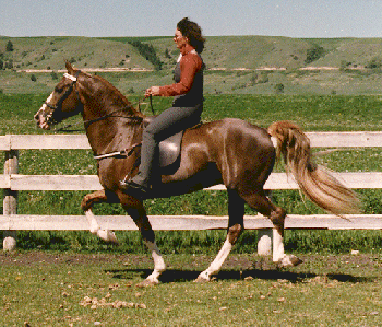 North American Single-Footing Horse Breeds of Livestock SingleFooting Horse Breeds of Livestock