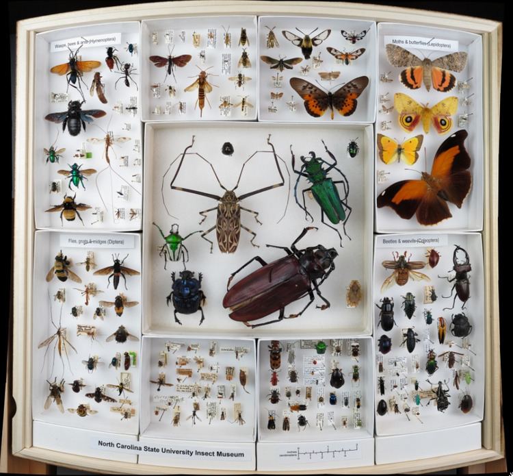 North Carolina State University Insect Museum