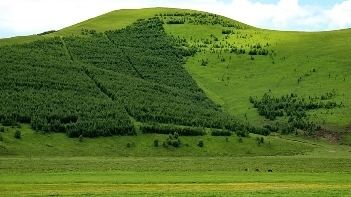 Green scenery in the Bashang Grassland