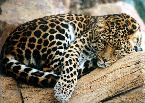 North-Chinese leopard The North China Leopard Highly Endangered Beautiful Big Spotted