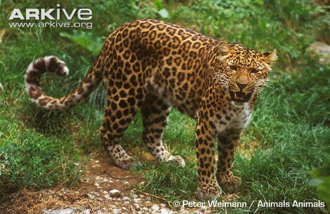 North-Chinese leopard Leopard photo Panthera pardus G79204 ARKive