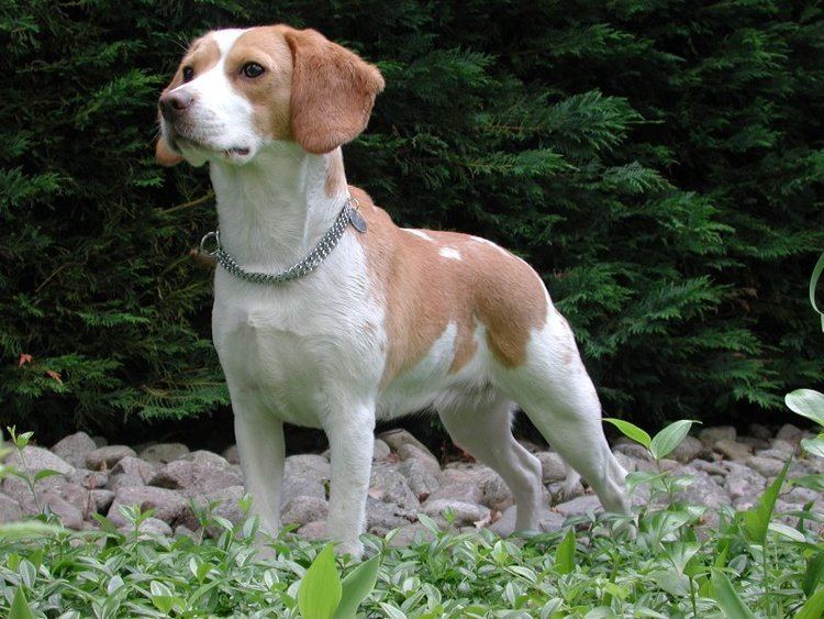 North Country Beagle North Country Beagle photos and wallpapers The beautiful North