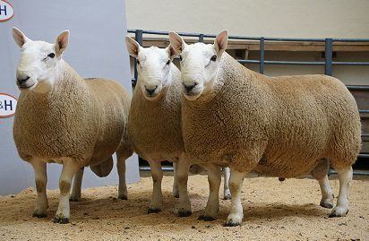 North Country Cheviot North Country Cheviot Sheep Society Why North Country Cheviot