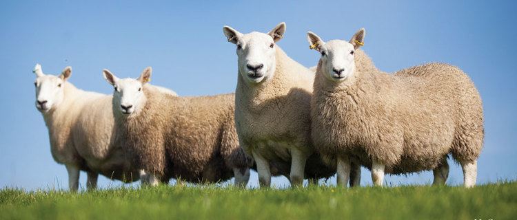 North Country Cheviot North Country Cheviot Sheep Society Why North Country Cheviot