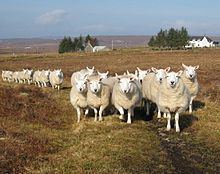 North Country Cheviot httpsuploadwikimediaorgwikipediacommonsthu