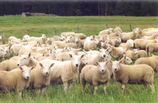 North Country Cheviot Sheep 101 Sheep Breeds MN