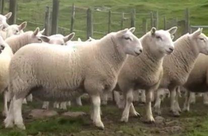 North Country Cheviot North Country Cheviot Sheep Society Why North Country Cheviot