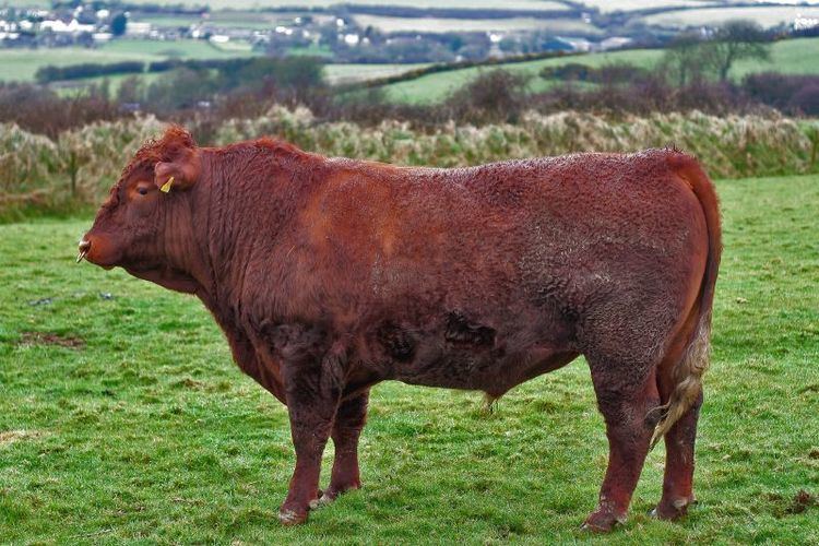North Devon cattle httpsuploadwikimediaorgwikipediacommons99