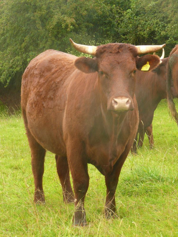 North Devon cattle north devon thinkingcowgirl