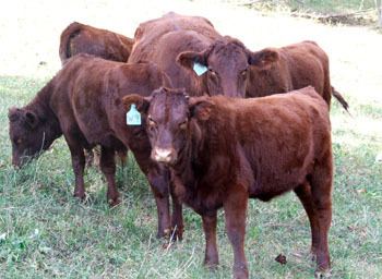 North Devon cattle Breeds of Livestock Devon Cattle Breeds of Livestock Department