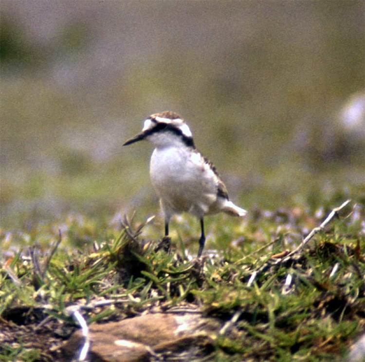 North-east Saint Helena Important Bird Area