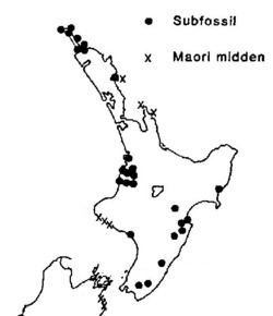 North Island takahē httpsuploadwikimediaorgwikipediacommonsthu