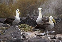 North Pacific albatross httpsuploadwikimediaorgwikipediacommonsthu