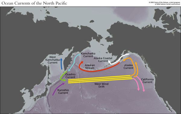 North Pacific Current wwwthomhartmanncomsitesdefaultfiles25327cur